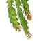 Ashland; 12 Pack: 9.5" Green Hanging Jade Plant Pick by Ashland®; Category:Picks; Image:4